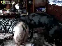 [ Zoophilia DVD ] Insatiable teenage wishes to have sex with her dark pet